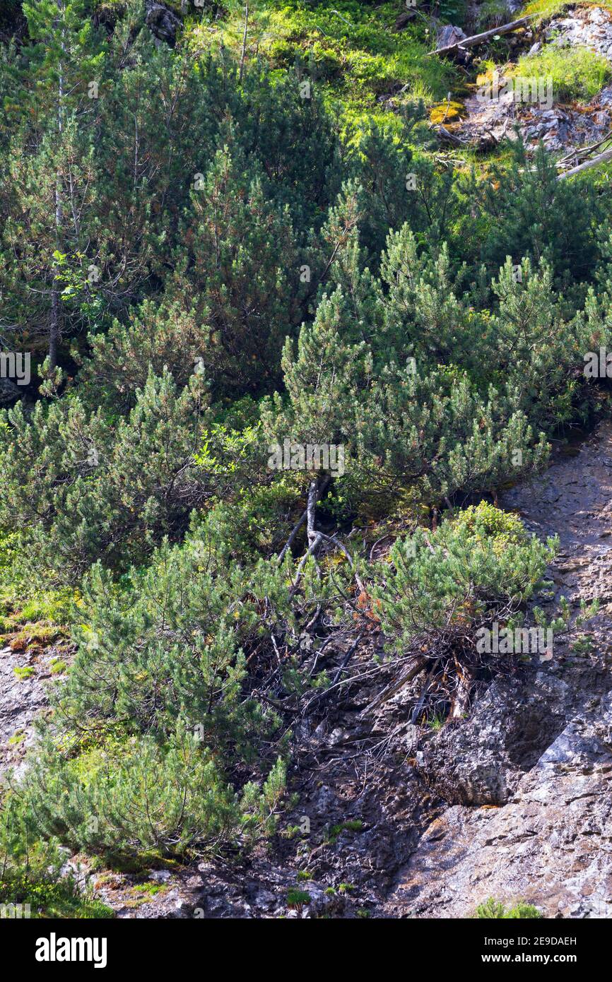 Bergkiefer, Mugolinien (Pinus mugo, Pinus montana), Sträucher, Deutschland Stockfoto