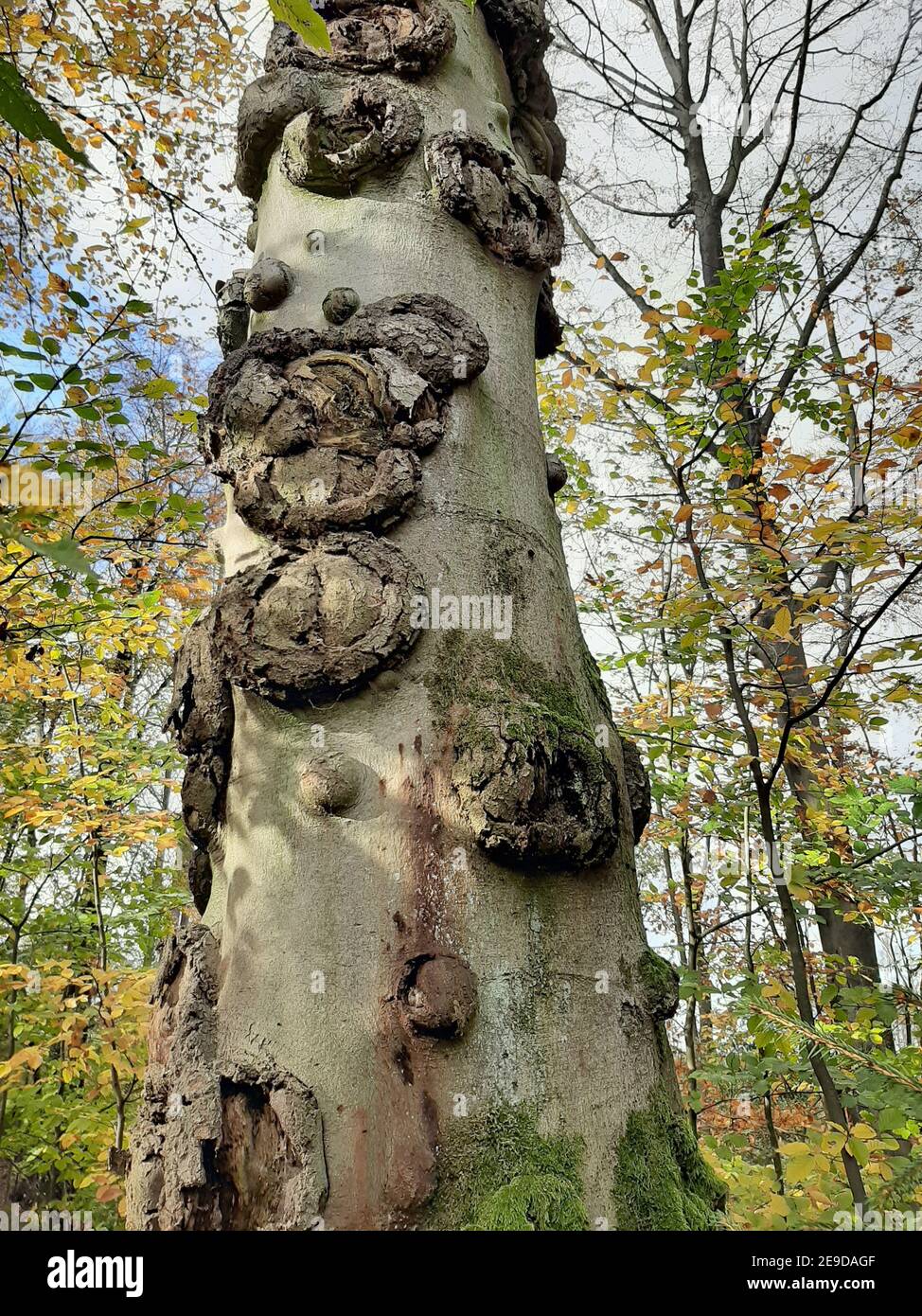 Rotbuche (Fagus sylvatica), Wachstum an den Einstichstellen von geschnittenen Ästen, Deutschland Stockfoto