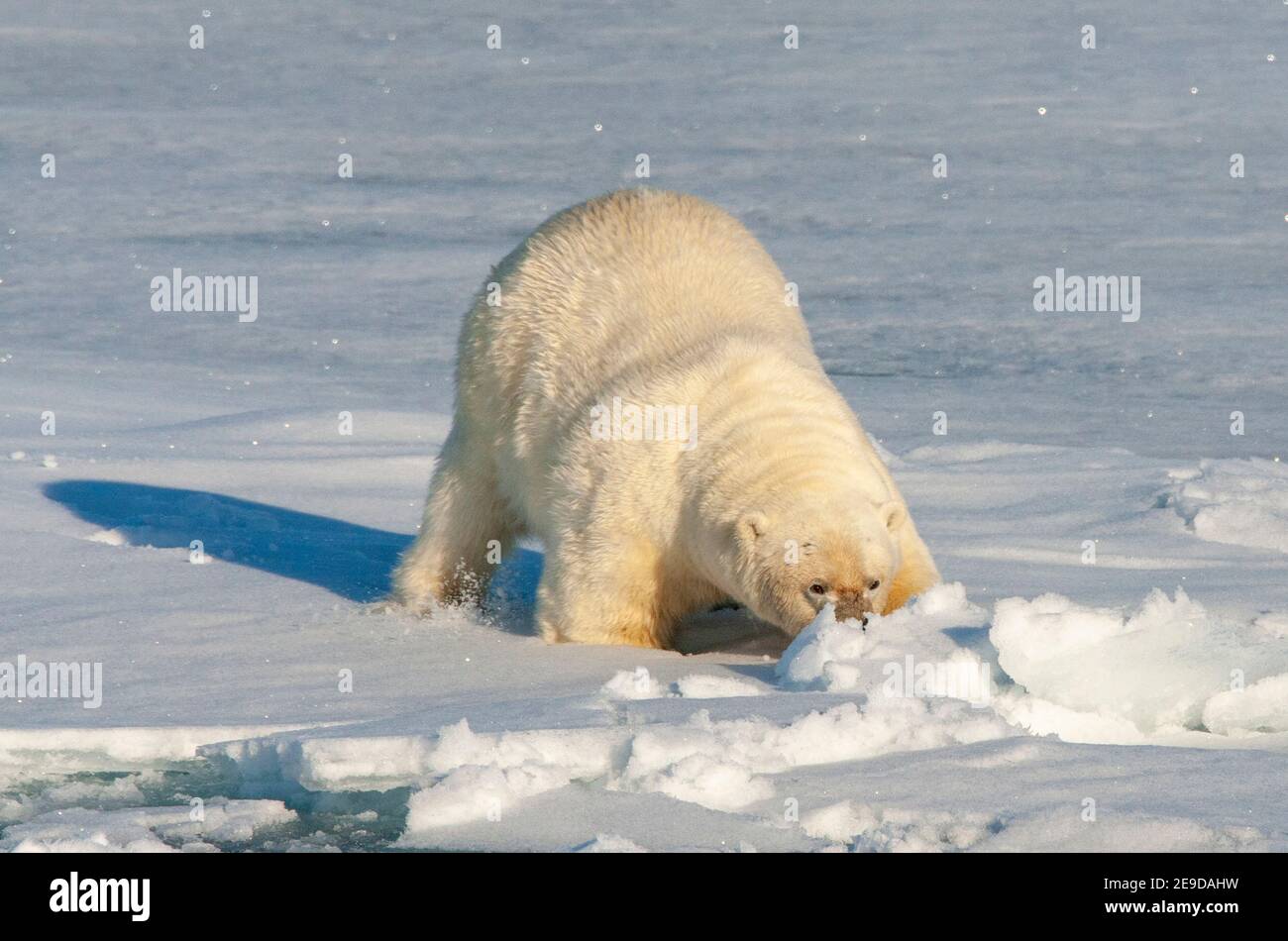 Eisbär (Ursus maritimus), Erwachsener, der versucht, sich hinter Schnee in der Ebene zu verstecken, Norwegen, Spitzbergen Stockfoto