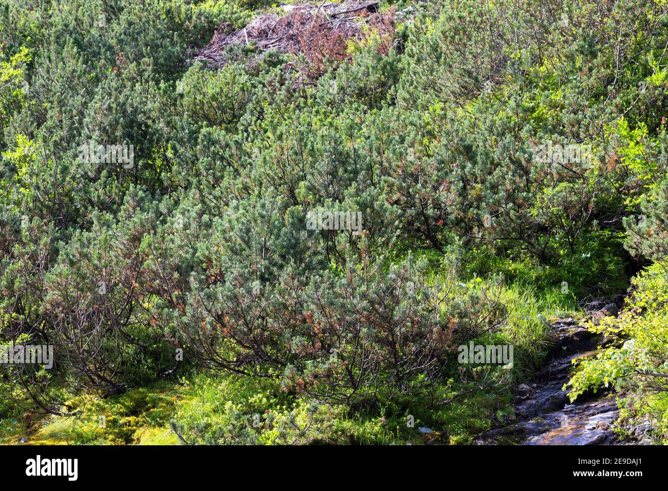 Bergkiefer, Mugolinien (Pinus mugo, Pinus montana), Sträucher, Deutschland Stockfoto