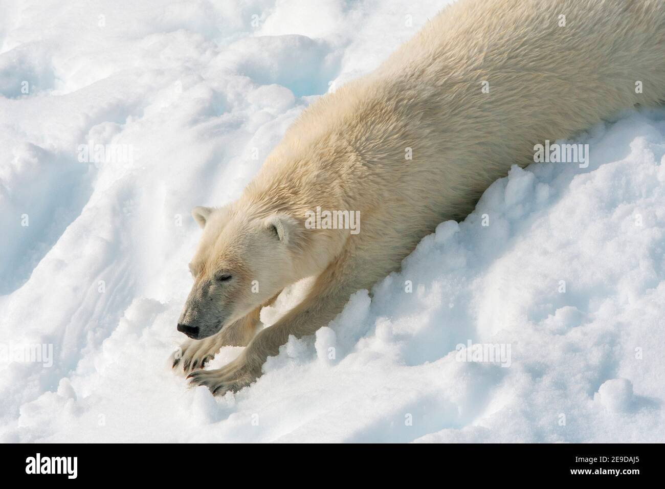 Eisbär (Ursus maritimus), im Schnee liegend, seine Beine streckend, Norwegen, Spitzbergen Stockfoto