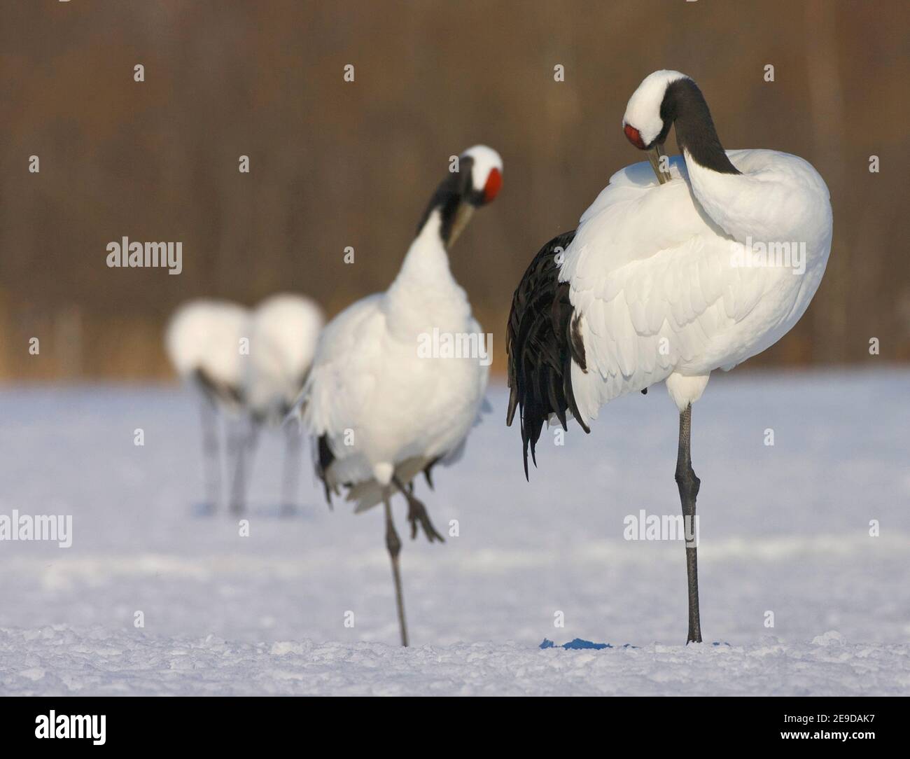 Mandschurenkran, Rotkronenkran, Japanischer Kranich (Grus japonensis), Erwachsene Vögel, die im Schnee brüten, Japan, Hokkaido Stockfoto