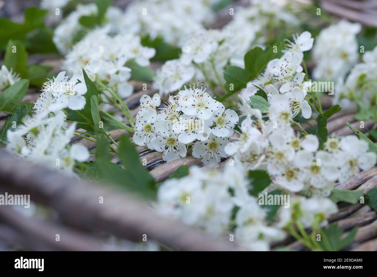 Weißdorn, Singleseed Weißdorn, englischer Weißdorn (Crataegus monogyna), geerntete Weißdornblüten werden in einem Korb getrocknet, Deutschland Stockfoto