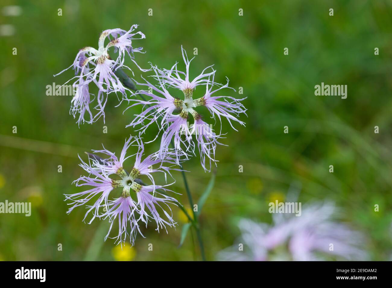 herrliche Rosa (Dianthus Superbus), Blumen, Deutschland Stockfoto