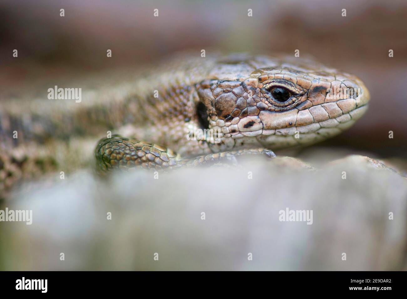 Lebhaftige Eidechse, Europäische gemeine Eidechse (Lacerta vivipara, Zootoca vivipara), Porträt, Seitenansicht, Belgien, Kalmthoutse heide Stockfoto