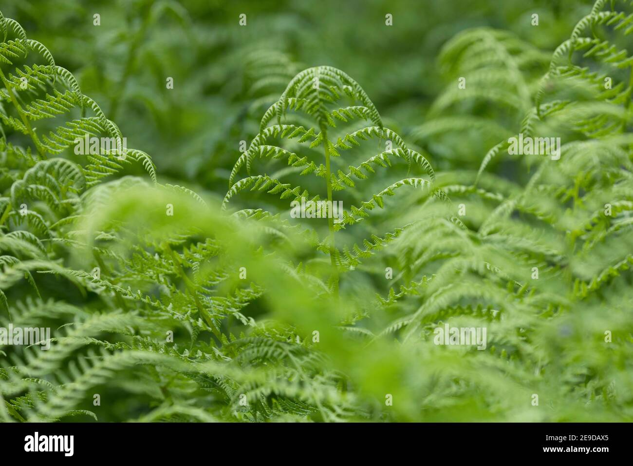 Alpinfarn (Athyrium distentifolium), Wedel, Österreich, Kärnten Stockfoto