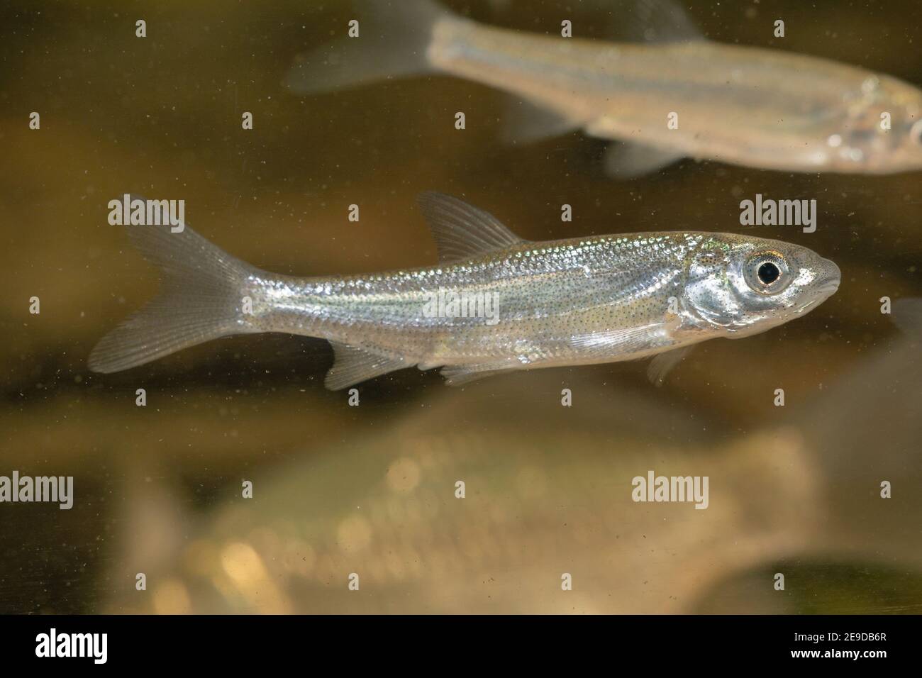 nase (Chondrostoma nasus), mit noch nicht entwickeltem Schabrammmund, 6 Monate alt, Deutschland Stockfoto