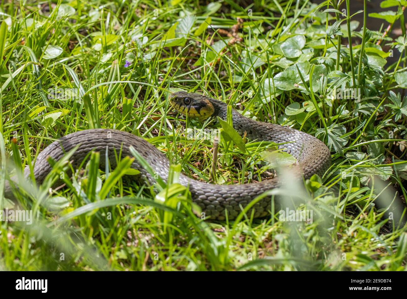 Grassnatter (Natrix natrix), am Teichufer, halblanges Porträt, Deutschland, Bayern Stockfoto