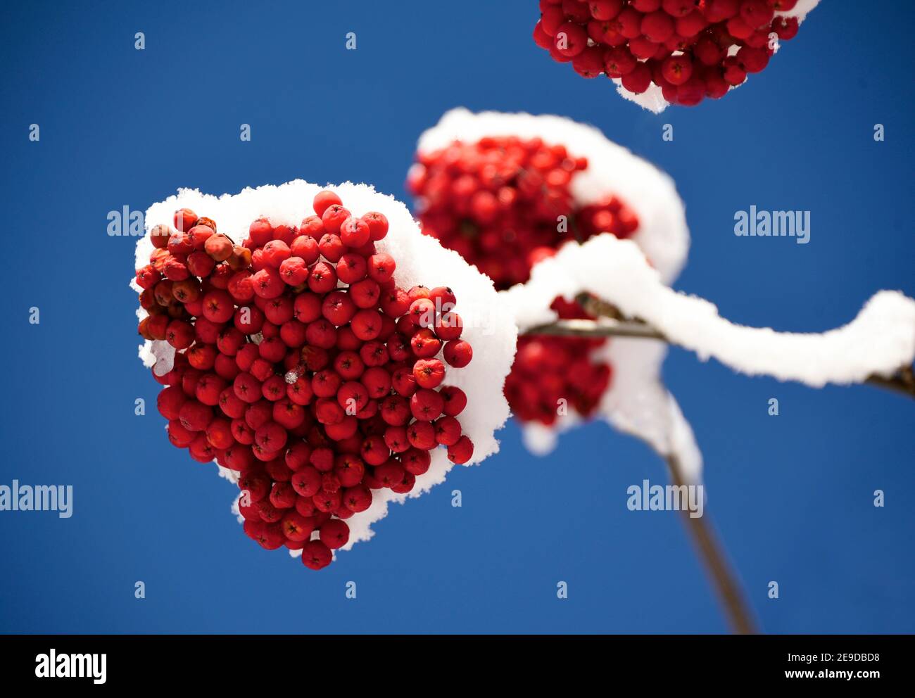 Europäische Gebirgsasche, Eberesche (Sorbus aucuparia), schneebedeckter Eberesche-Baum-Zweig mit roten Früchten, Frankreich, Savoie Stockfoto