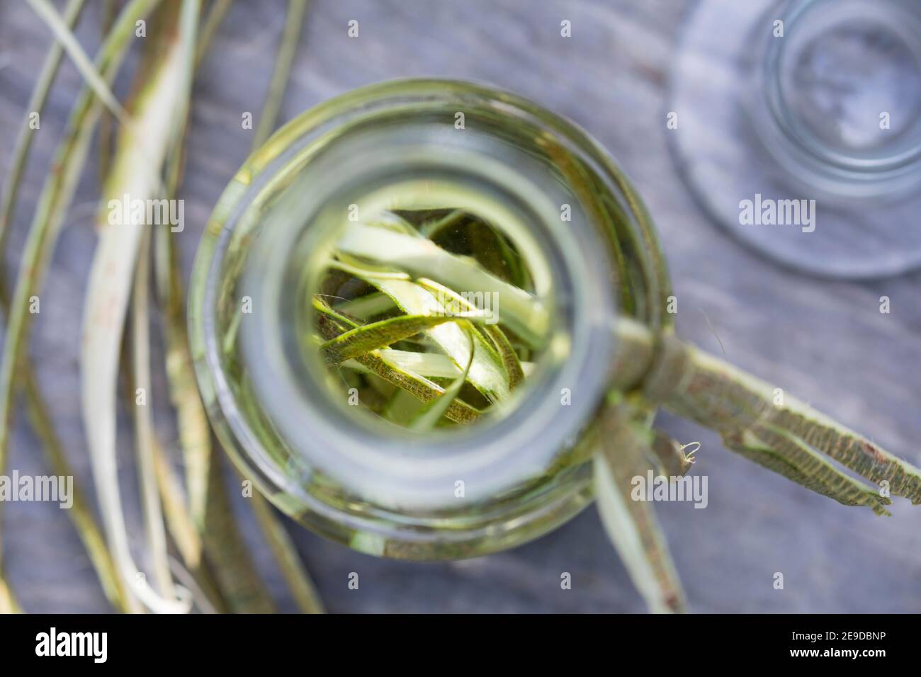 weide, Weidenweide (Salix spec.), selbstgemachte Tinktur aus Weidenrinde, Deutschland Stockfoto