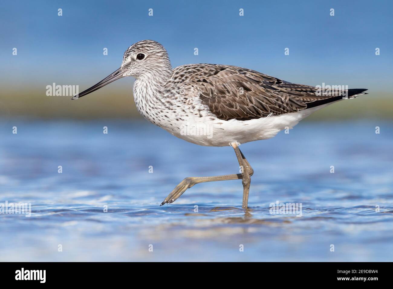 Gemeiner Grünschenkel (Tringa nebularia), Erwachsener zu Fuß in einem Teich, Italien, Kampanien Stockfoto