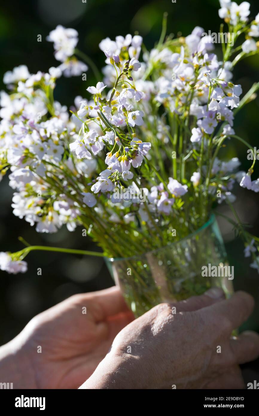 Moor Pink, Kuckuckblume, Lady's Smock, Milchmaids (Cardamine pratensis), Ernte der Kuckuckblume, Deutschland Stockfoto