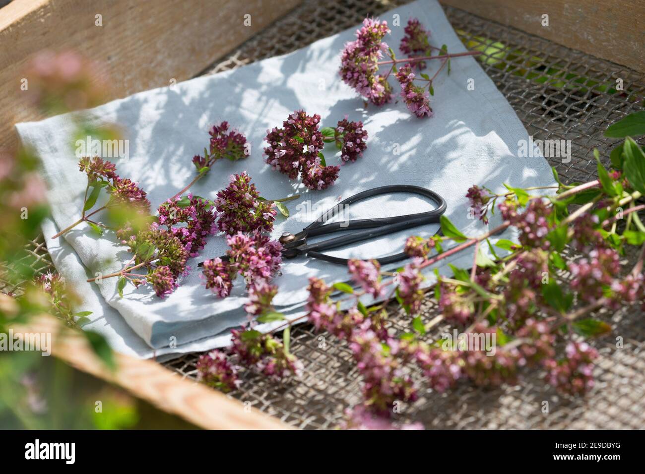 Wild origanum, Wildmarjoram (Origanum vulgare), Ernte Wildmarjoram wird geschnitten und getrocknet, Deutschland Stockfoto