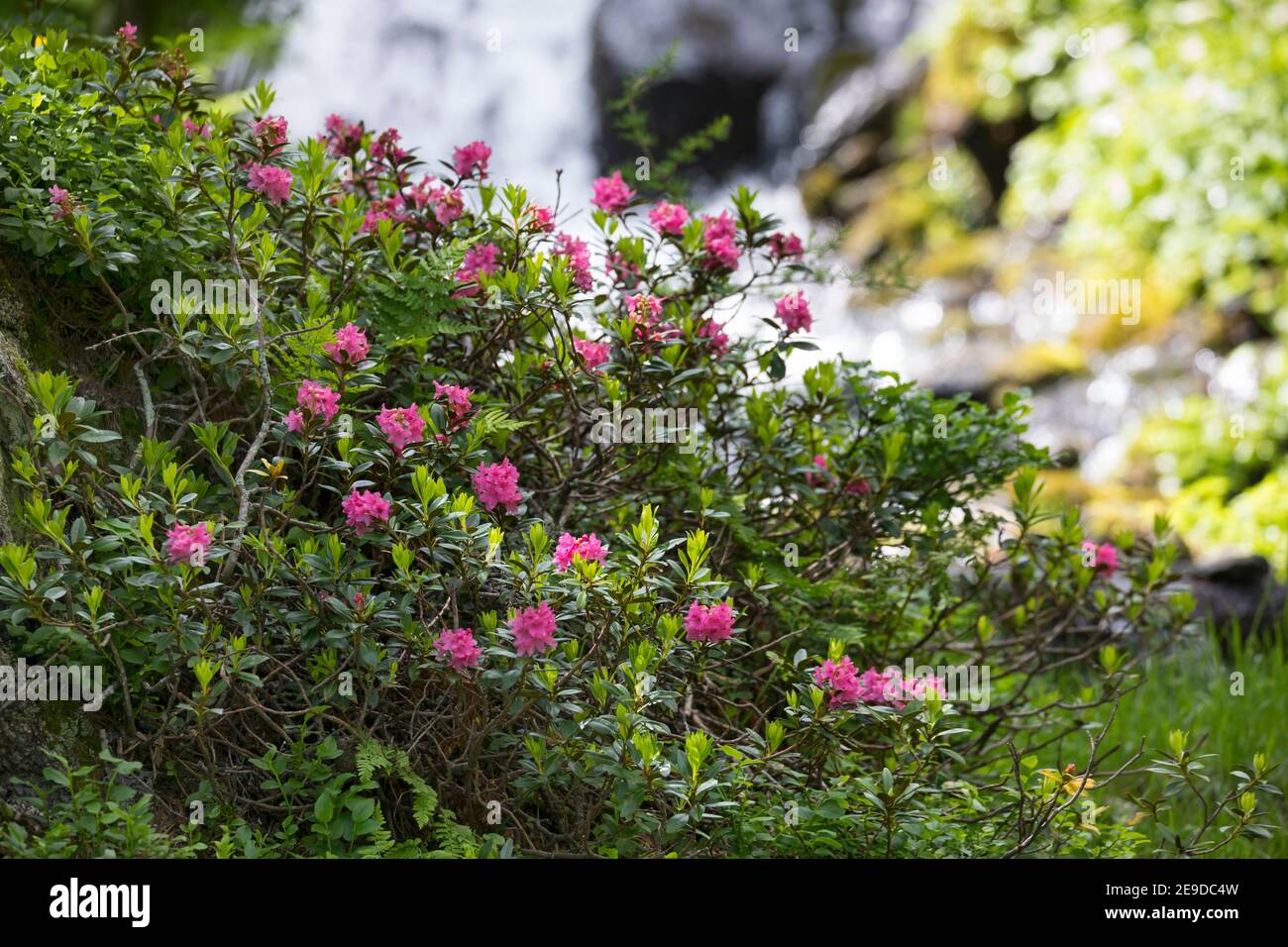 Rost-leaved Alpenrose, Schnee-Rose, Snowrose, Rusty-leaved Alpenrose,  Rusty-leaved Alprose (Rhododendron Ferrugineum), blühen, Deutschland  Stockfotografie - Alamy