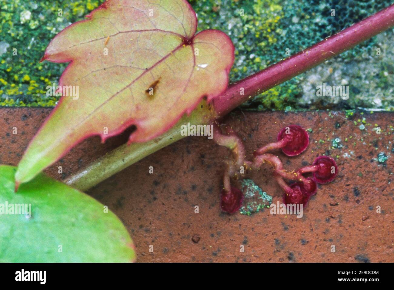Kriechgang (Parthenocissus spec.), Befestigungspads Stockfoto