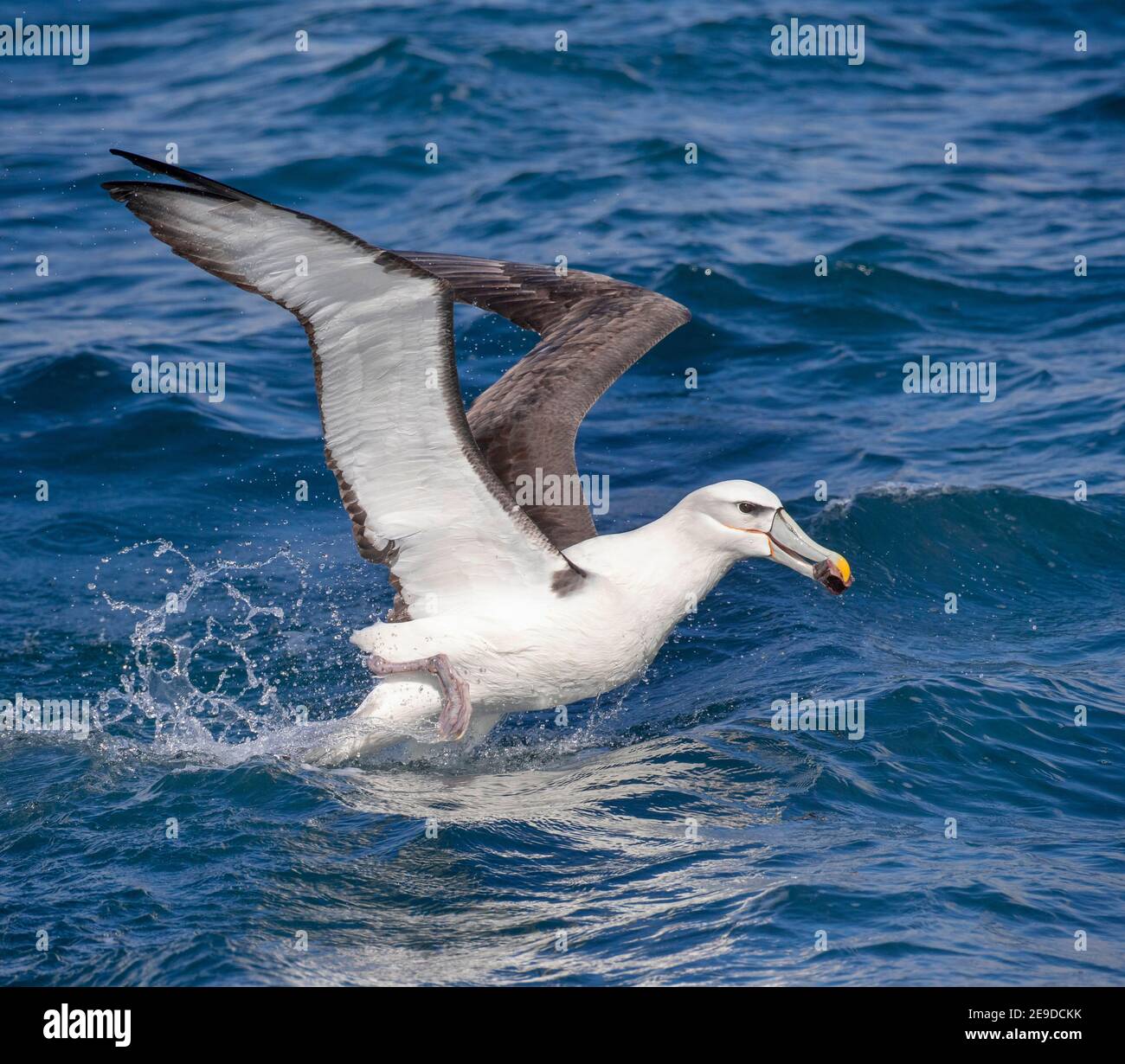 Weißer Albatross (Thalassarche steadi, Thalassarche cauta steadi), der von der Meeresoberfläche abheben und Nahrung in seinem Schnabel tragen soll, Neuseeland, Stockfoto