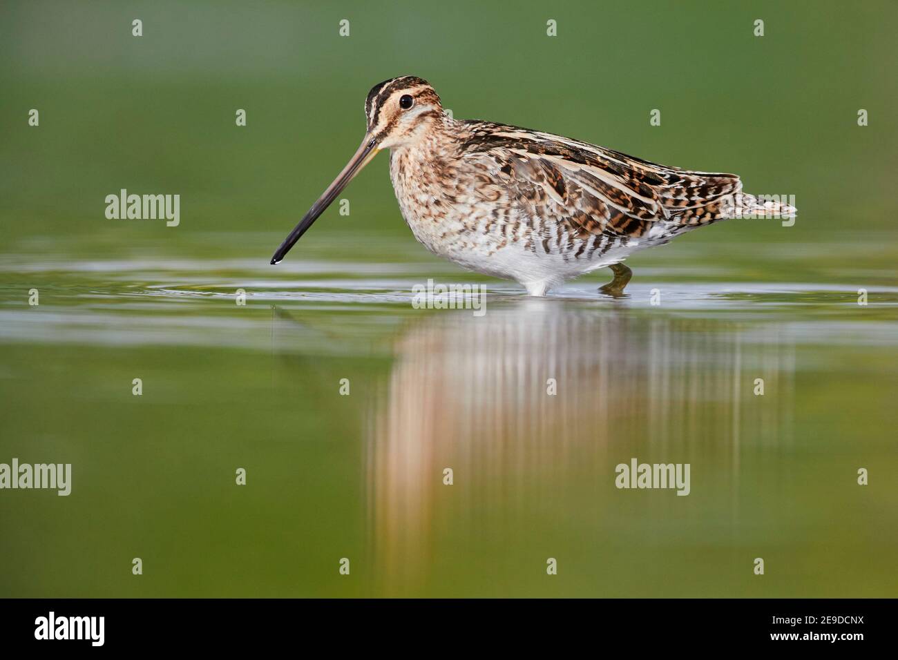 Gemeine Schnepfe (Gallinago gallinago), Erwachsene zu Fuß in einem Teich, Italien, Kampanien Stockfoto