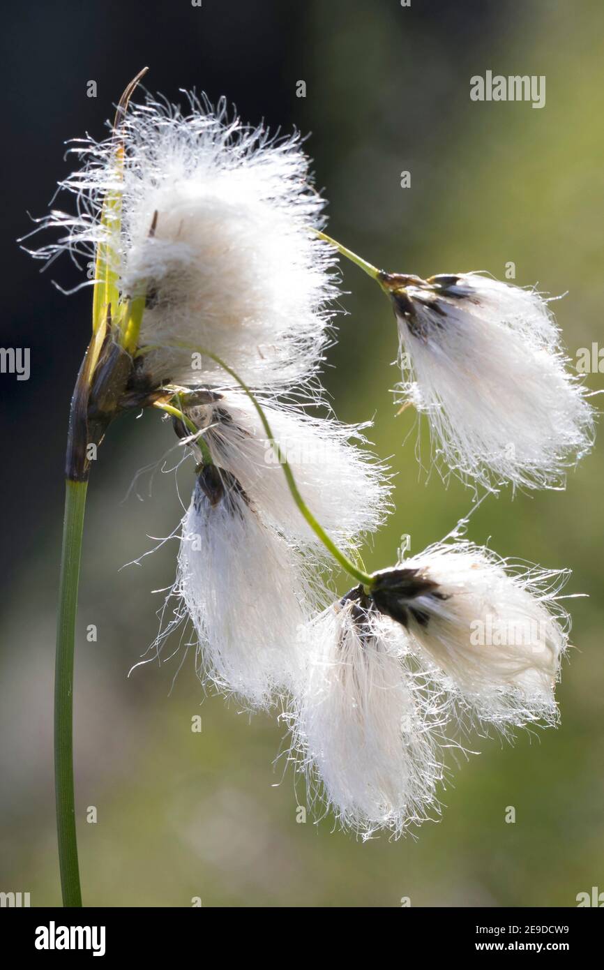 Gewöhnliches Baumwollgras, Schmalblättriges Baumwollgras (Eriophorum angustifolium), Infrastruktur, Deutschland Stockfoto