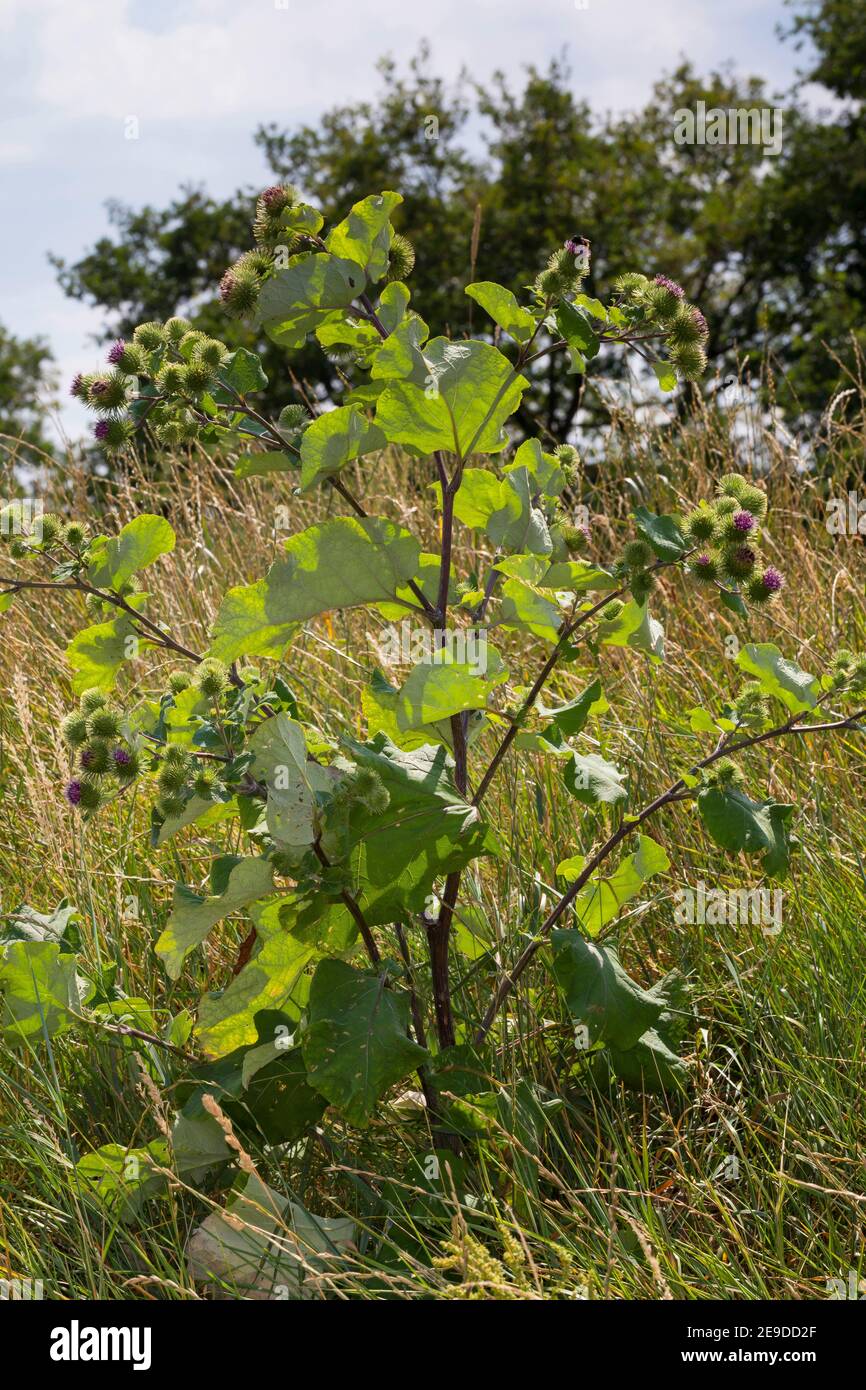 Große Klette (Arctium lappa), Blütenform, Deutschland Stockfoto