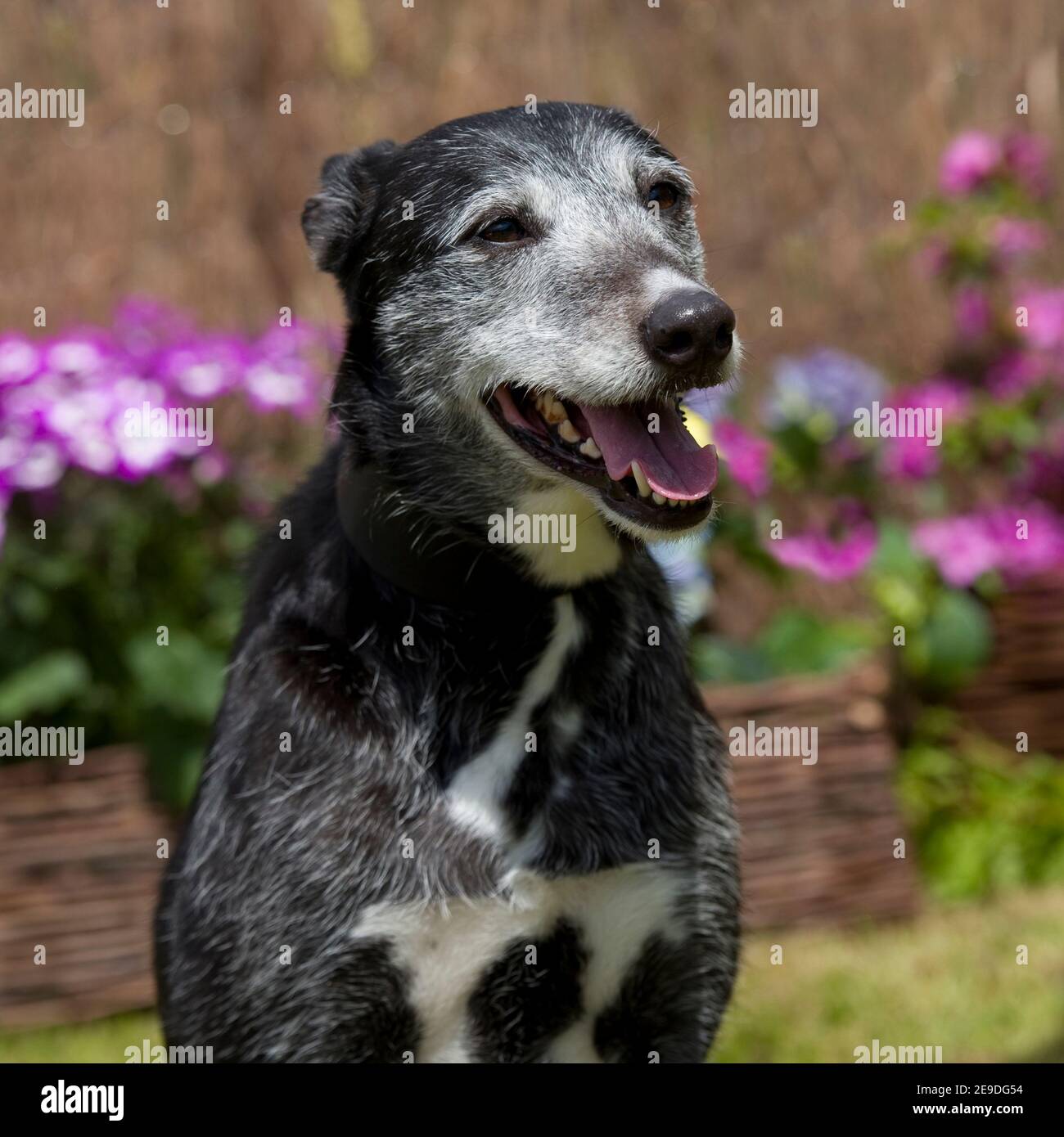 Lurcher Stockfoto