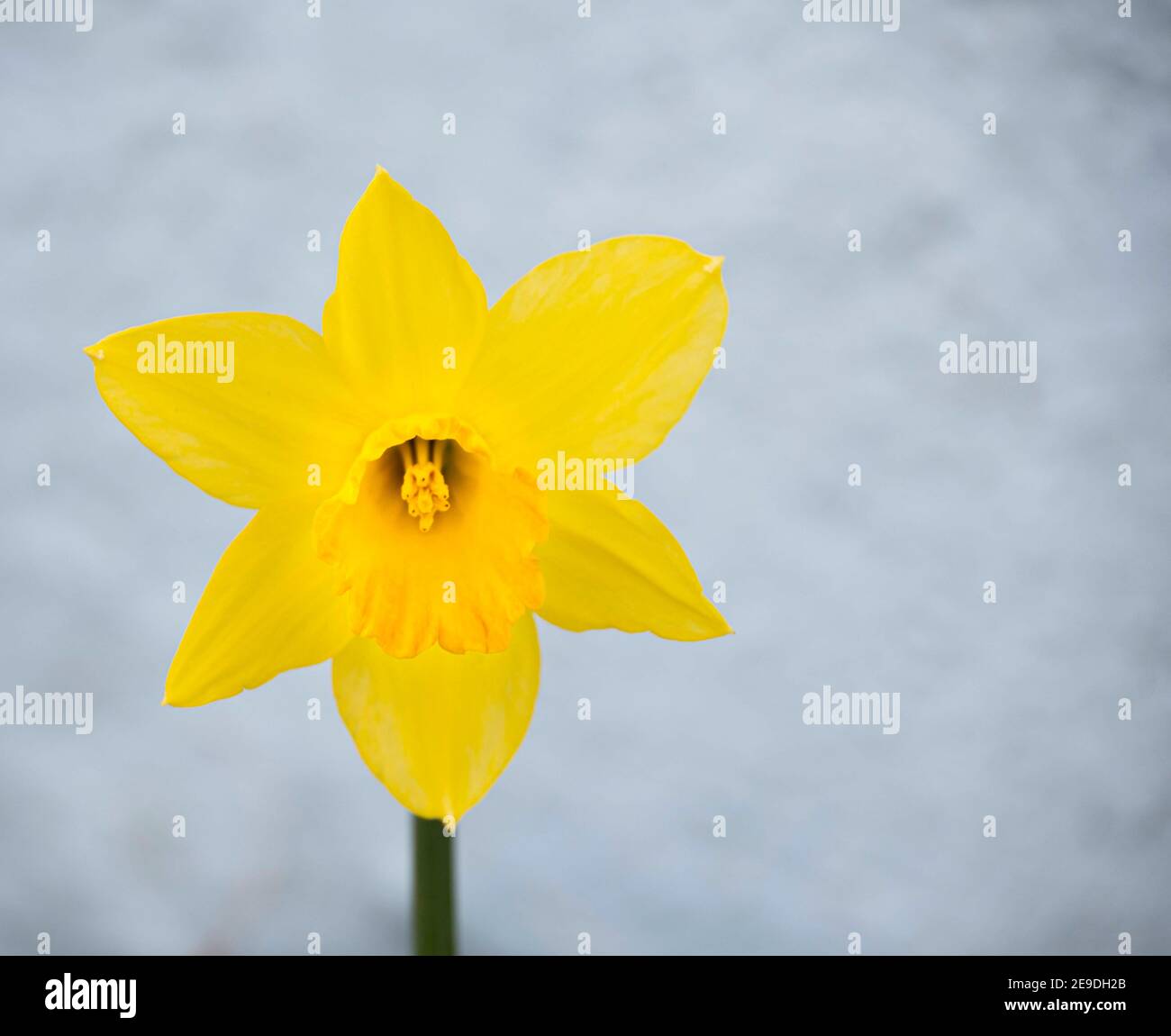 Reine gelbe Narzisse Blume von wales Stockfoto