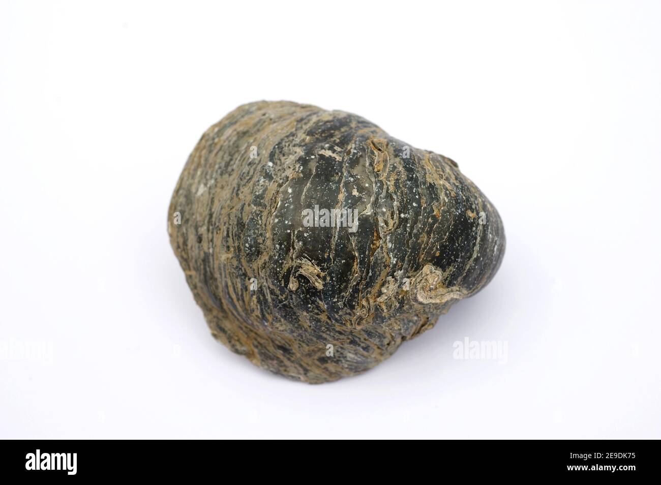 Gryphaea dilatata oder Ostrea dilatata fossile Auster aus der Kreidezeit. Probe, außen. Stockfoto