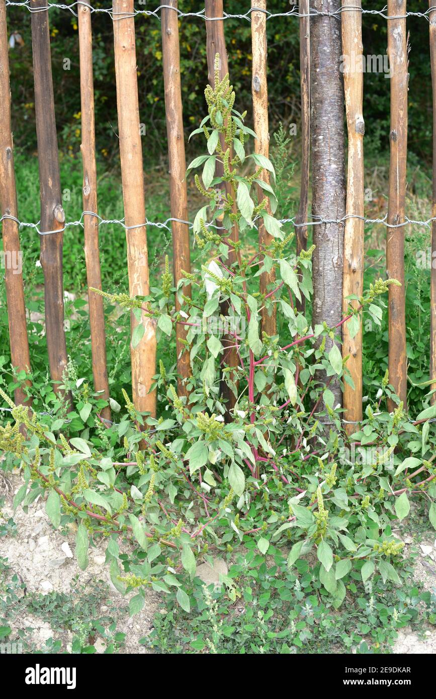 Amaranth, Rotwurzel-Amaranth oder Redroot Pigweed (Amaranthus retroflexus) ist eine einjährige Pflanze essbar, aber erreichen in Oxalsäure. Ist systemeigene in Stockfoto