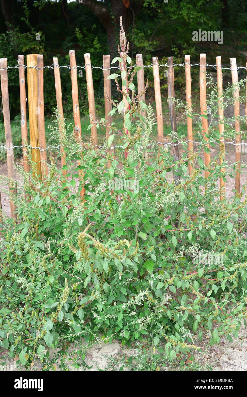 Amaranth, Rotwurzel-Amaranth oder Redroot Pigweed (Amaranthus retroflexus)  ist eine einjährige Pflanze essbar, aber erreichen in Oxalsäure. Ist  systemeigene in Stockfotografie - Alamy