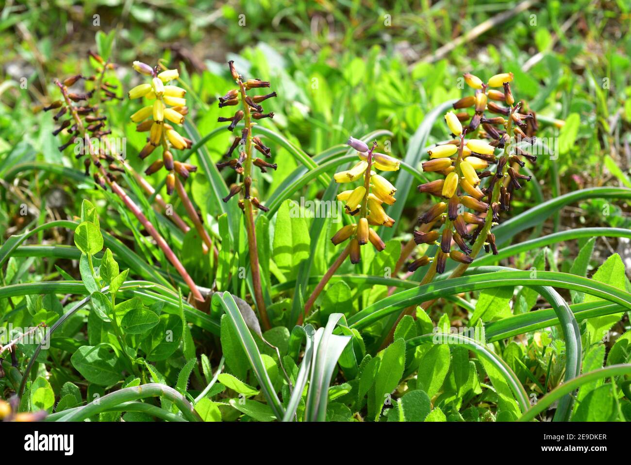 Traubenhyazinthe (Muscari macrocarpum) ist eine mehrjährige Pflanze, die auf Kreta (Griechenland) und in der Türkei heimische Pflanze ist. Blühende Pflanze. Stockfoto