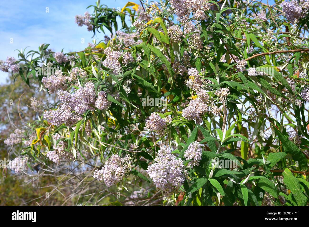 Salbeibusch (Buddleja salviifolia) ist ein im östlichen Afrika endemischer Strauch. Stockfoto