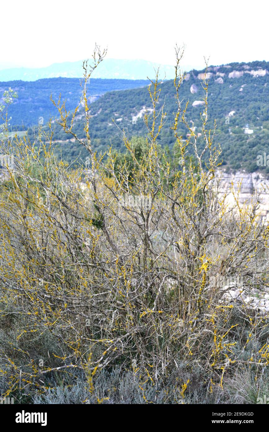 Totes Buchsbaum (Buxus sempervirens), das vom parasitären Pilz Buchsbaumbrand (Cylindrocladium buxicola) betroffen ist. Dieses Foto wurde in Tavertet aufgenommen, Stockfoto