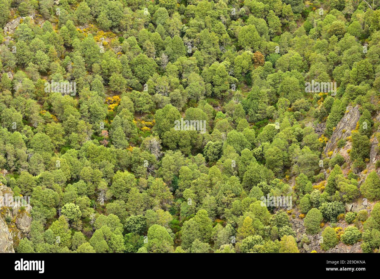 Wald von Kadenwacholder oder stacheligen Wacholder (Juniperus oxycedrus). Cade ist ein immergrüner Nadelstrauch, der im Mittelmeerraum beheimatet ist. Dieses Foto war Stockfoto