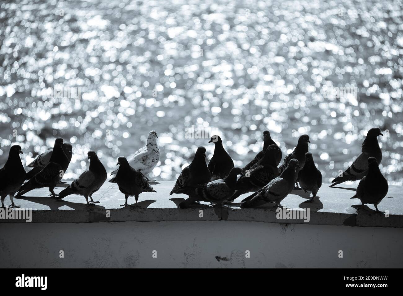 Weiße Taube unter den schwarzen Tauben, die auf dem Stein sitzen Oberfläche auf einem verschwommenen Hintergrund von glitzerndem Meer Stockfoto Weiße Taube unter den schwarzen Tauben, die auf dem Stein sitzen Oberfläche auf einem verschwommenen Hintergrund von glitzerndem Meer Stockfoto