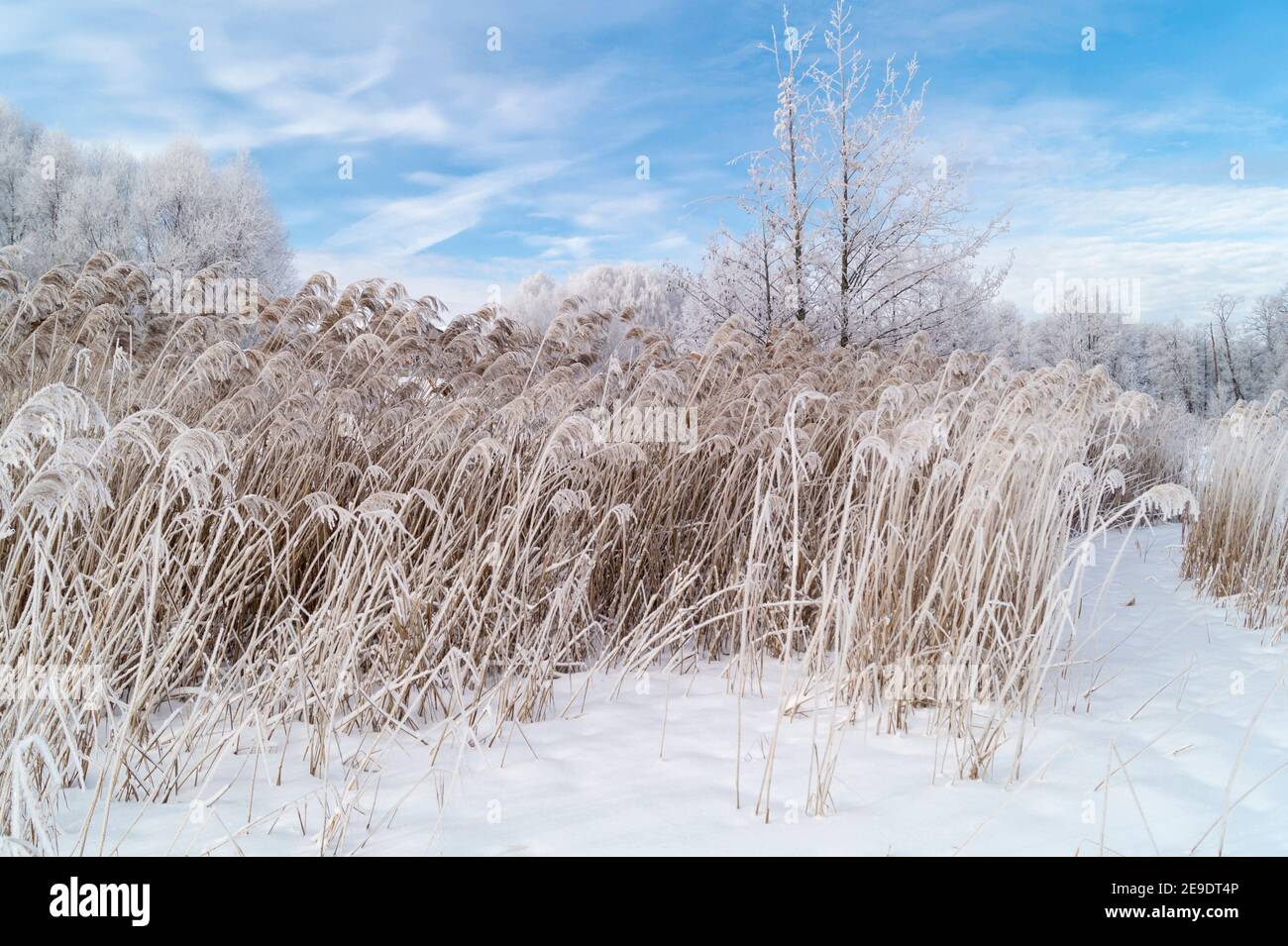 Die ländliche Landschaft im Winter Länge der Zeit auf dem Hintergrund blauen Himmel mit Wolke. Der natürliche Hintergrund. Schönheit in der Natur Stockfoto