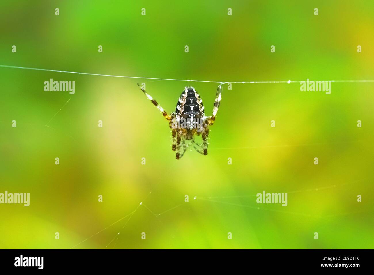 Europäische Gartenspinne, die an einem Webdraht hängt. Araneus diadematus mit Kreuz auf dem Rücken in einem Spinnennetz. Gruseliger Spinner auf einem verschwommenen grünen Hintergrund Stockfoto