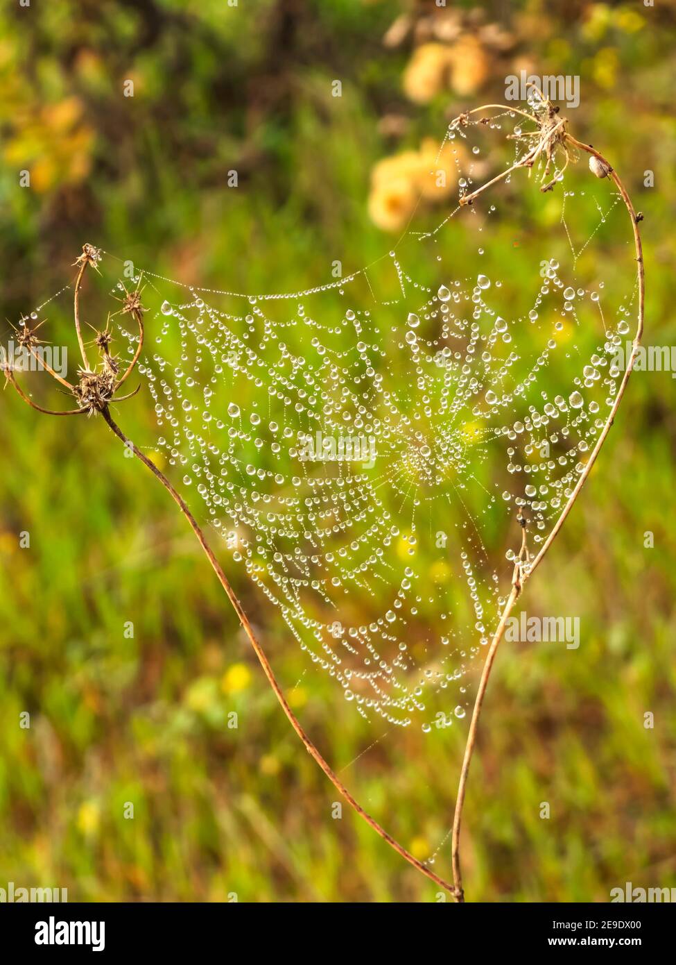 Spinnennetz mit Tau Tropfen Nahaufnahme auf trockenen Ästen von Eine Pflanze auf einem verschwommenen Hintergrund Stockfoto