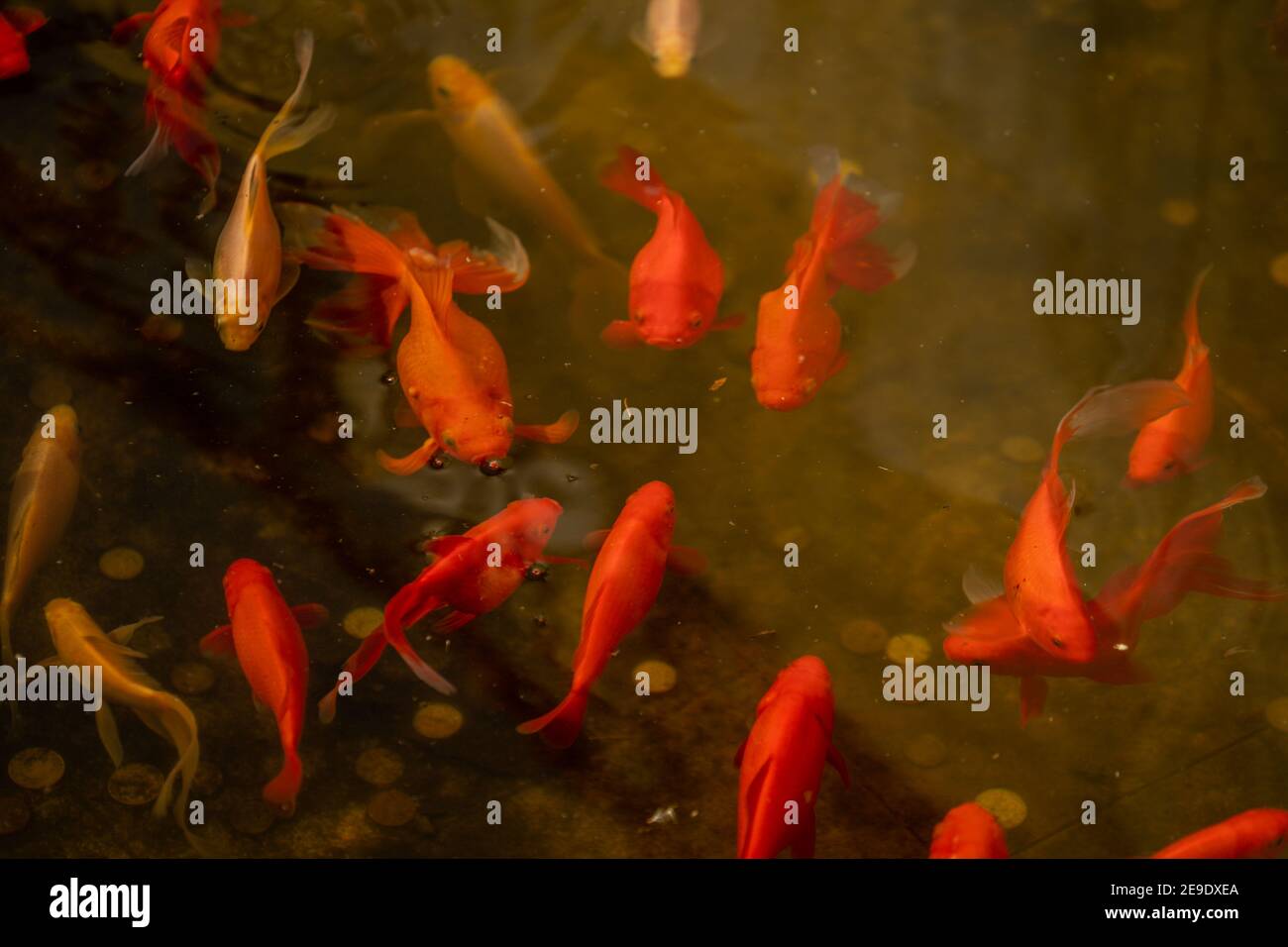 Wunderschöne Aussicht auf japanische Karpfenfische im Teich Stockfoto
