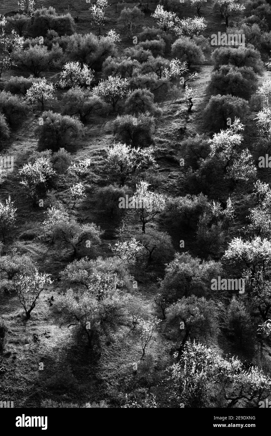 Schwarz-Weiß-Bild von Oliven-und Mandelbaumhain an den Hängen von Comares, Axarquia, Malaga, Andalucía, Costa del Sol, Spanien Stockfoto