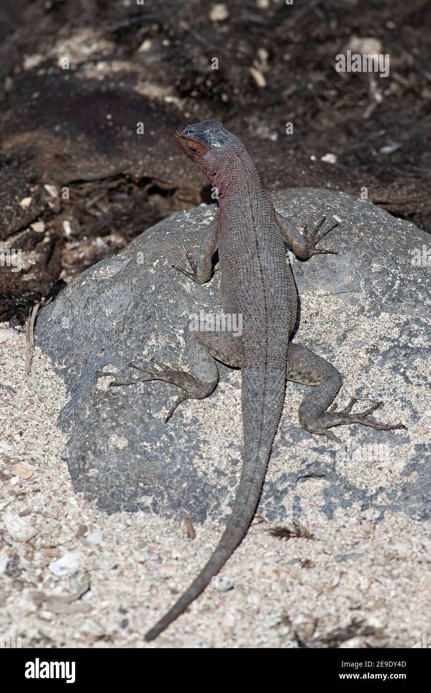 Eine Vertikale der Lava-Eidechse, Microlophus albemarlensis, im Galapagos Stockfoto