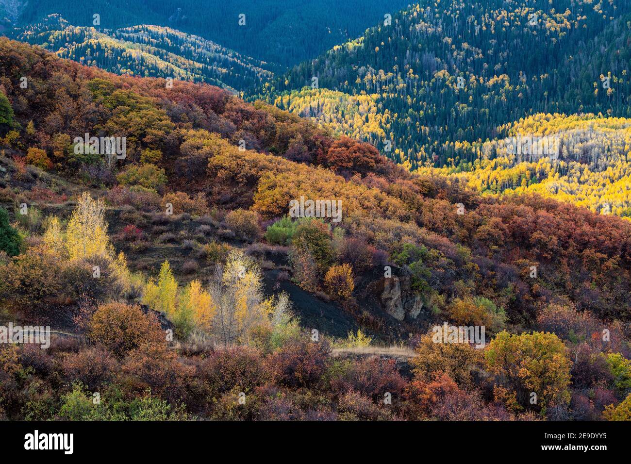 Bunte Bäume und Pflanzen auf den Hügeln in der Nähe von Owl Creek Road, Ridgway, Colorado, USA Stockfoto