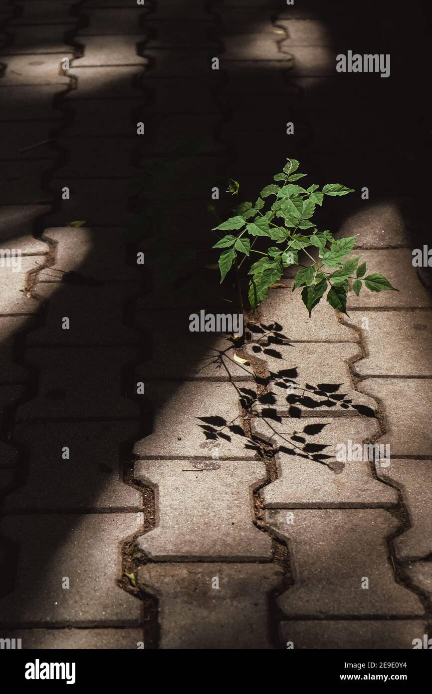 Baum wächst durch einen Riss im Bürgersteig in einem Lichtstrahl ...