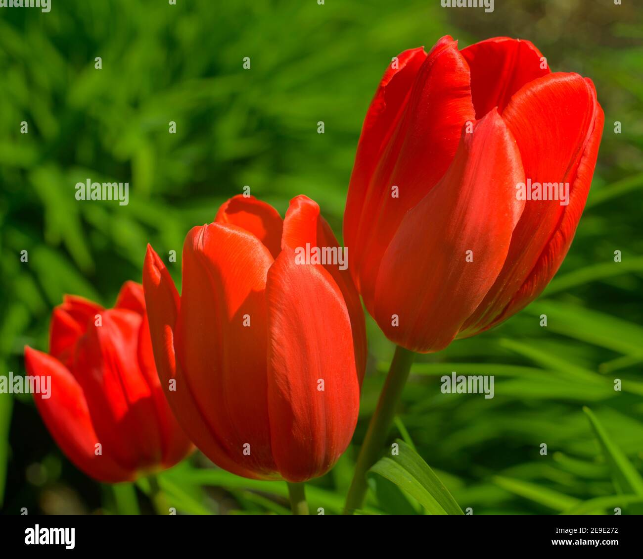 Drei rote Tulpen vor einem Hintergrund von lebhaftem Grün. Stockfoto
