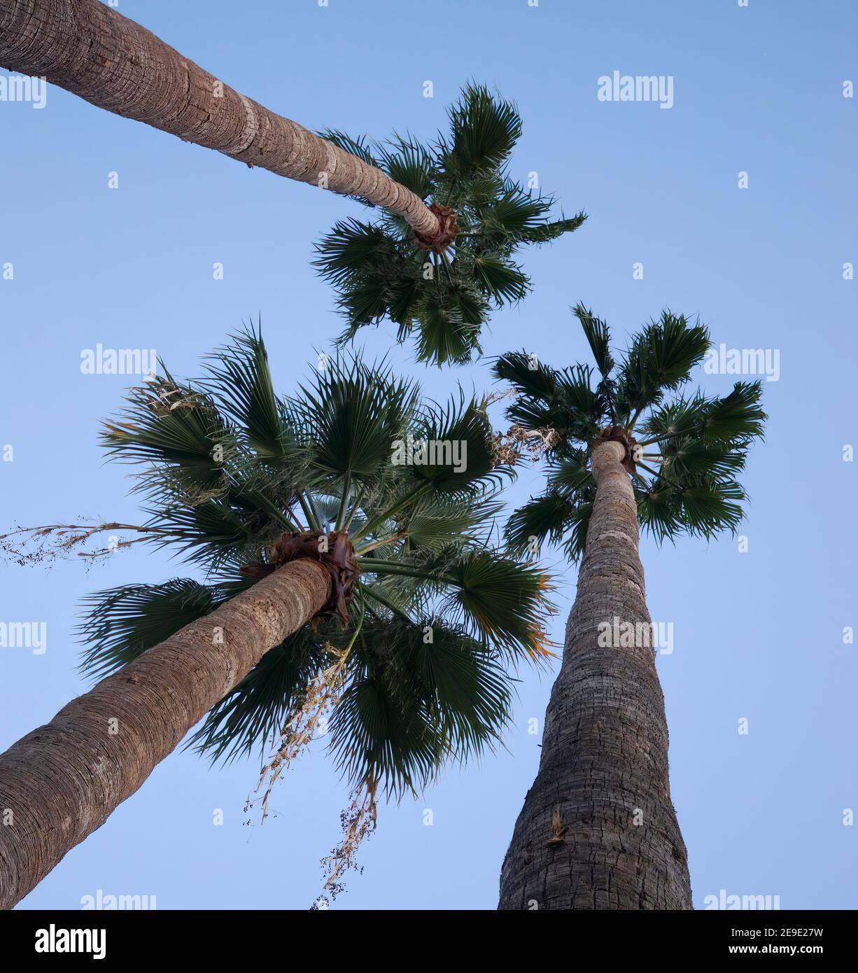 Drei Palmen greifen nach dem wolkenlosen Himmel. Stockfoto