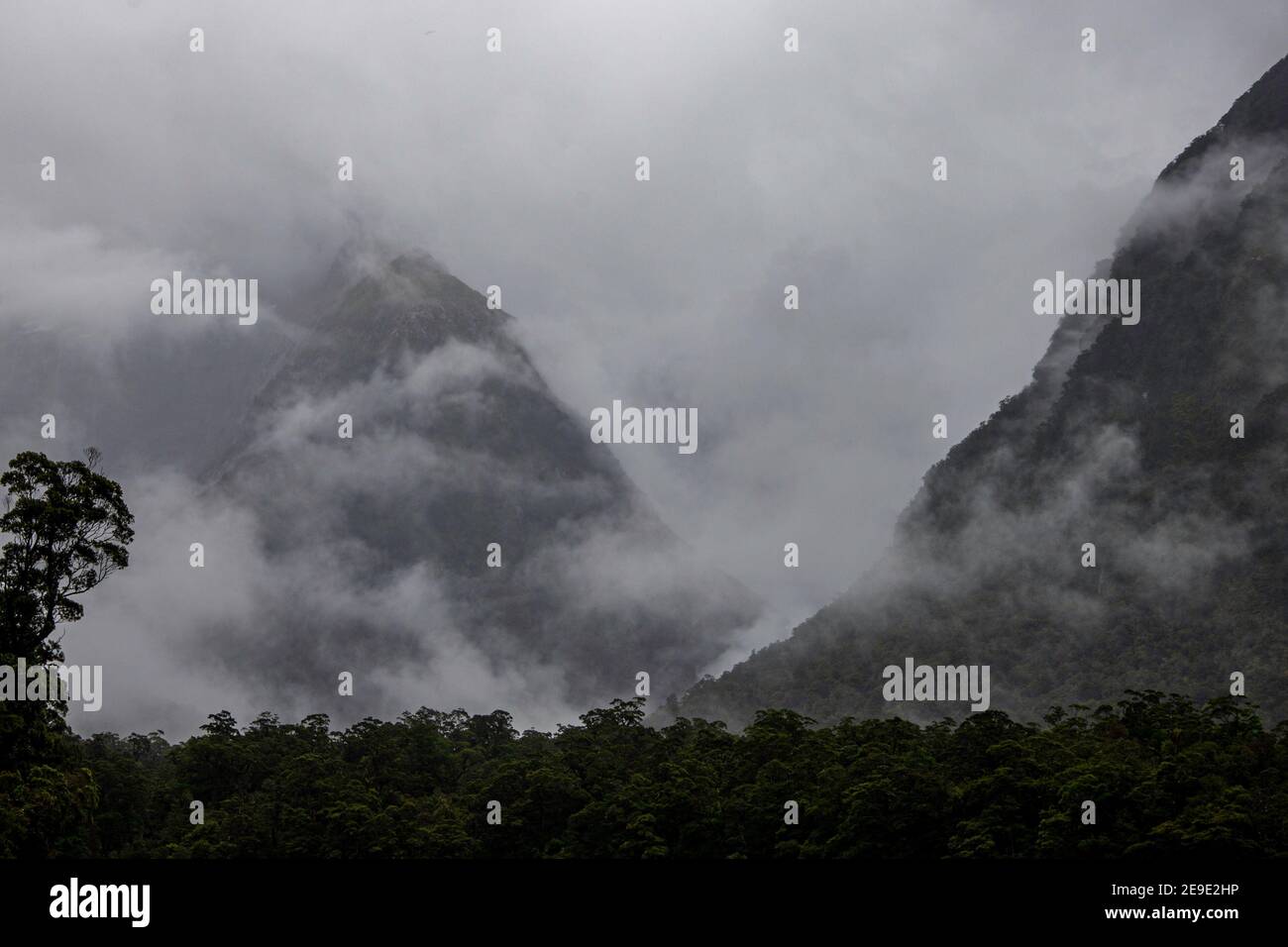 Gemäßigter Regenwald, Milford Sound, Fjordland, Neuseeland Südinsel. Stockfoto