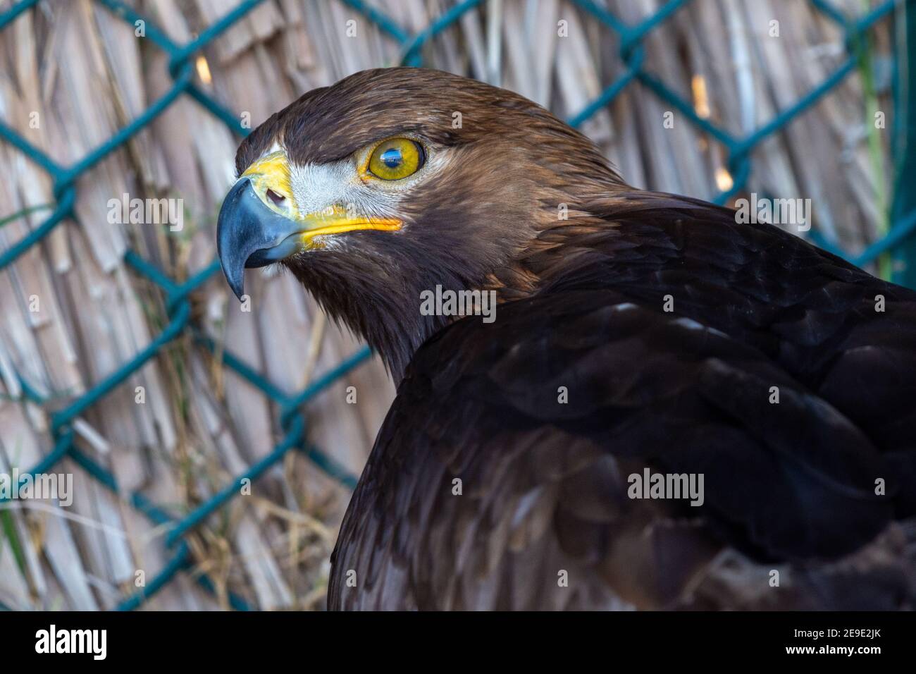 Ein Steinadler (Aquila chrysaetos) ganz aus der Nähe zeigt goldene Federn, gelbe Augen und Schnabel. Stockfoto
