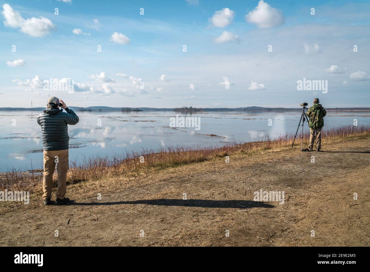 Newburyport, Massachusetts, USA-13. Januar 2021: Vogelbeobachter beobachten eine ziehende verschneite Eule im Parker River Wildlife Refuge auf Plum Island. Stockfoto