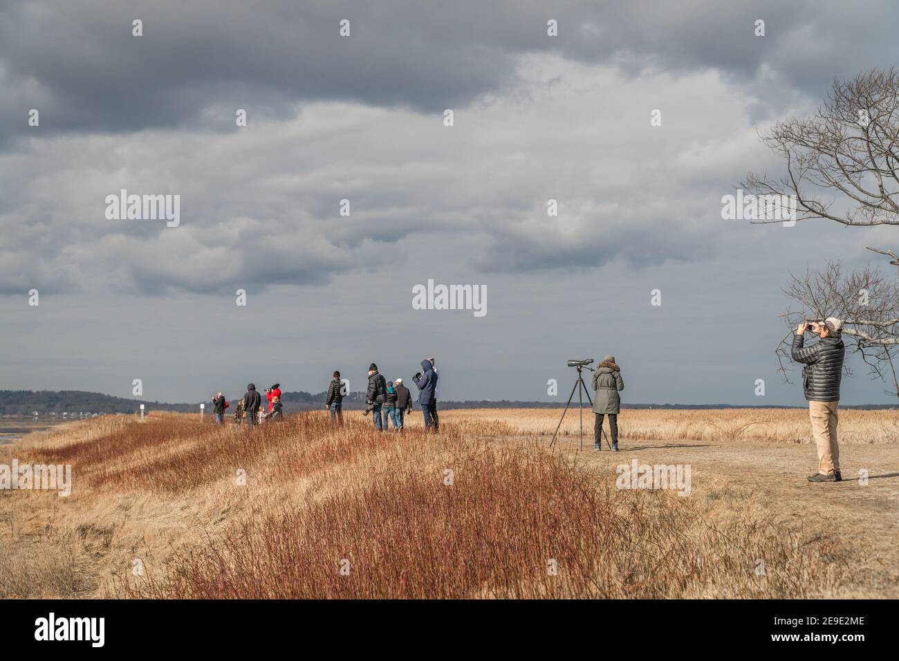 Newburyport, Massachusetts, USA-13. Januar 2021: Vogelbeobachter beobachten eine ziehende verschneite Eule im Parker River Wildlife Refuge auf Plum Island. Stockfoto