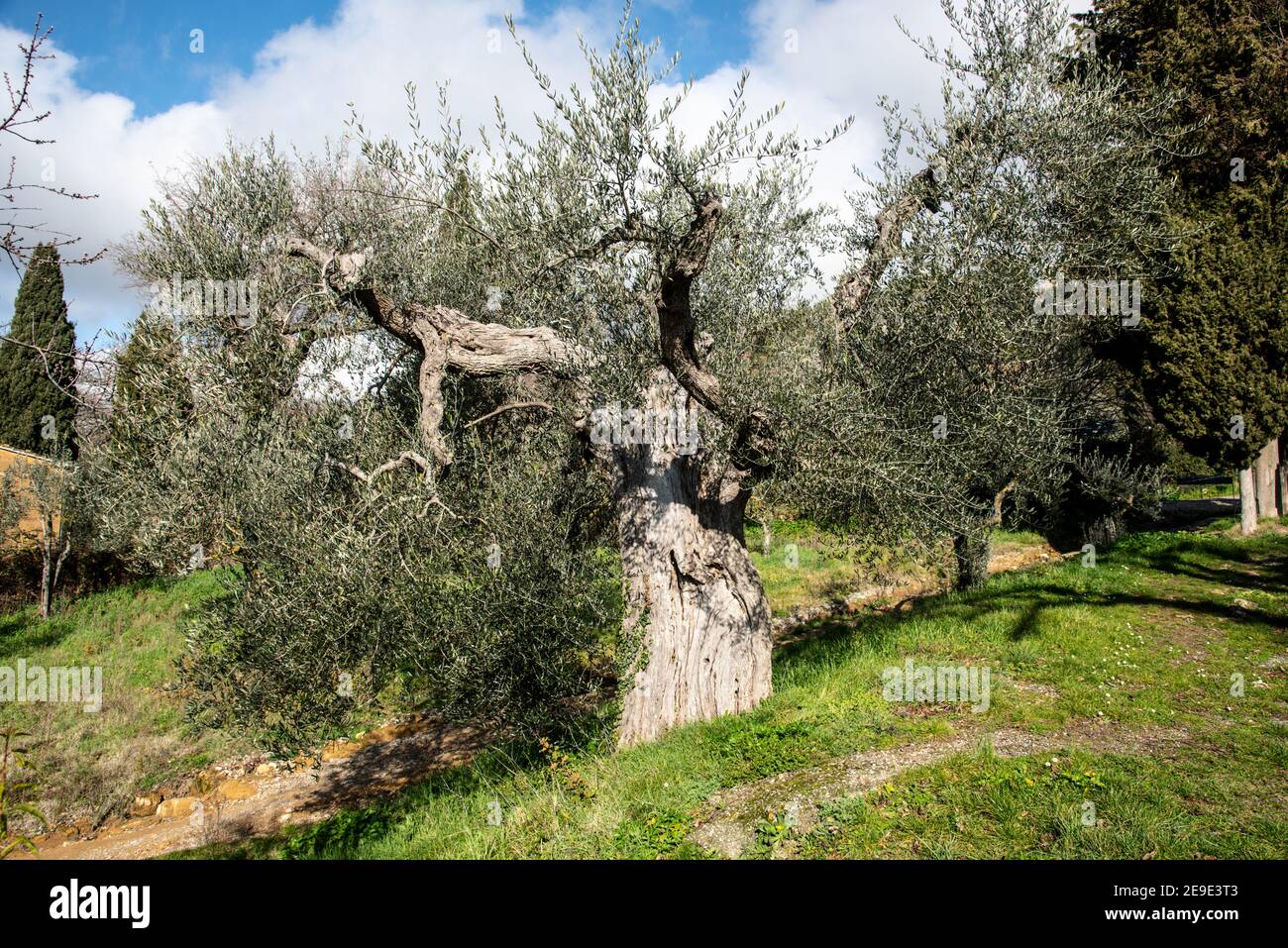 Ein hundertjähriger Olivenbaum Stockfoto