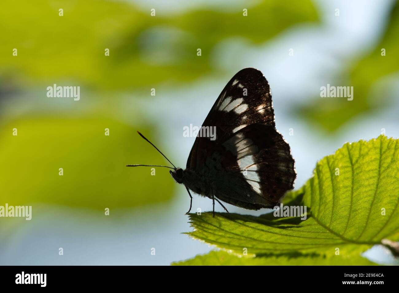 White Admiral Butterfly, Limenitis camilla, auf einem Blatt in Bernwood Forest, Buckinghamshire, 24th. Juni 2020. Stockfoto