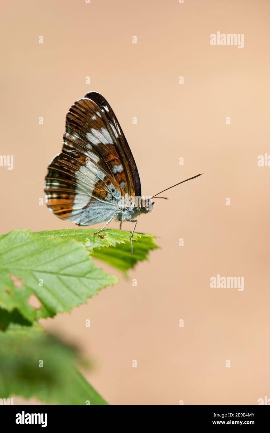 White Admiral Butterfly, Limenitis camilla, auf einem Blatt in Bernwood Forest, Buckinghamshire, 24th. Juni 2020. Stockfoto